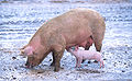 120px-Sow_with_piglet