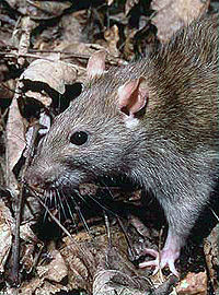 200px-Rattus_norvegicus_1