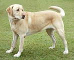 260px-YellowLabradorLooking_new