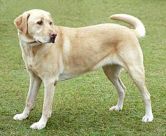260px-YellowLabradorLooking_new