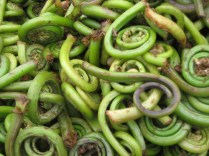 Fiddleheads-6324