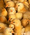 104px-More_chicks