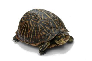 800px-Florida_Box_Turtle_Digon3_re-edited