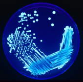 Legionella_Plate_01
