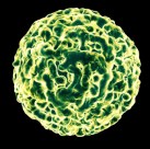 Norovirus