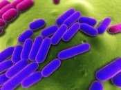 iStock_000012710183Small