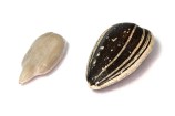 Sunflower_Seeds_Kaldari