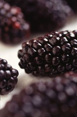 Black_Butte_blackberry