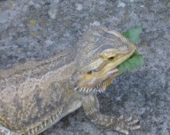 BeardedDragonEatting