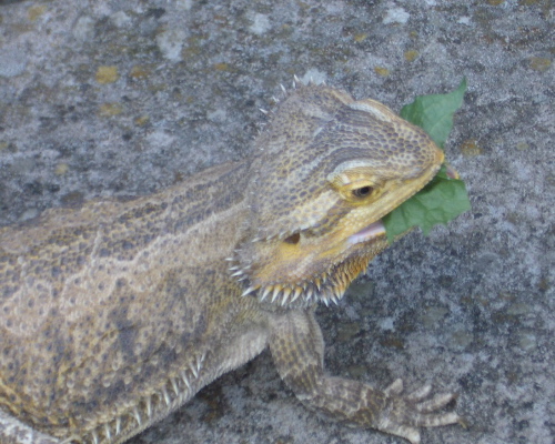 BeardedDragonEatting