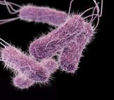 Salmonellaa