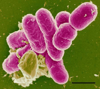 shigella