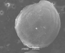 Gambierdiscus_toxicus_NOAA