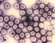 Rotavirus