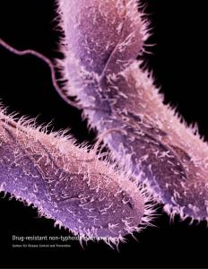 Food Poisoning Salmonella