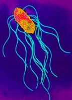 Salmonella kswfoodworld