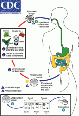 Cyclospora_LifeCycle201