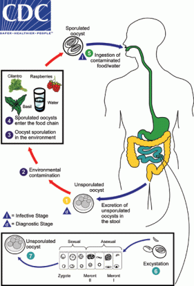 Cyclospora_LifeCycle201