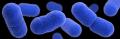 Listeria cdc