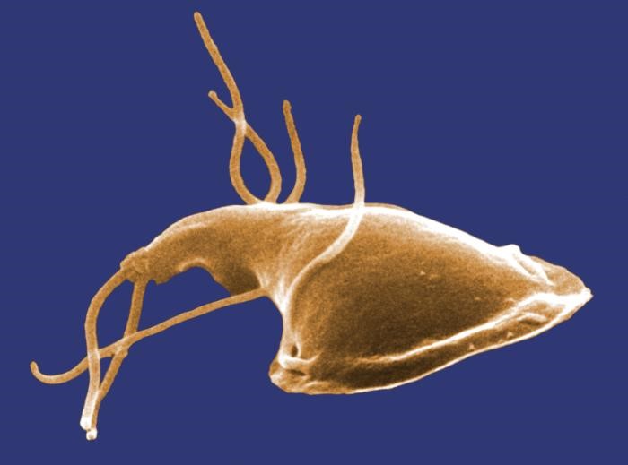 CDC Giardia2