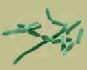 listeria