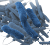 CDC legionella