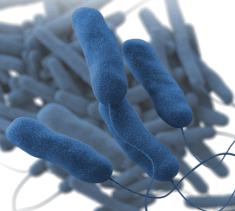 CDC legionella