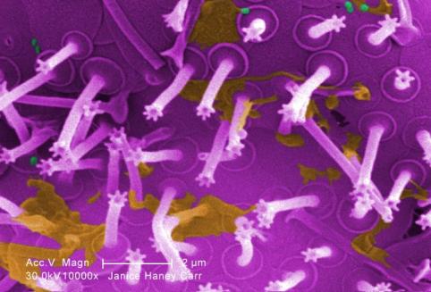kswfoodworld biofilm