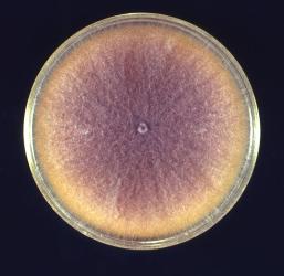 CDC Fusarium