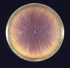 CDC Fusarium