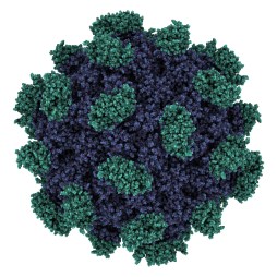 Hepatitis E virus capsid structure. HEV infection causes viral h