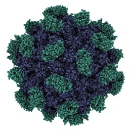 Hepatitis E virus capsid structure. HEV infection causes viral h
