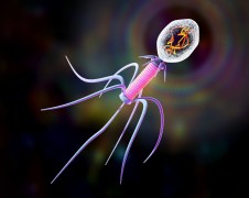 Bacteriophage on colorful background
